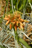 Aloe ecklonis RCP7-06 391.jpg